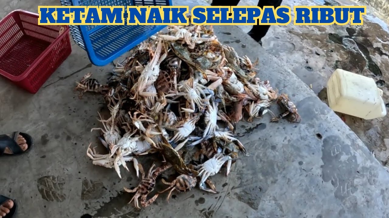KETAM MENGAMUK SELEPAS RIBUT I IKAN SEMBILANG MENGANDUNG