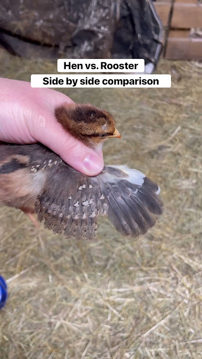 Hen vs. rooster, side by side comparison. #chicks #babychickens #gender #poultry #farming #hens