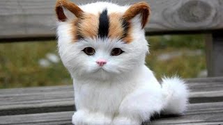 Adorable Cats Compilation  Most Beautiful Cats In The World #3