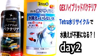 Gexハイブリッドバクテリアとテトラ水サイクルで水換えが不要になる Day2 アクアリウム アクアリウム初心者 バクテリア剤 Gex テトラ Youtube Gexハイブリッドバクテリアとテトラ水サイクルで水換えが不要になる Day2 アクアリウム アクアリウム初心者 バクテリア剤 Gex テトラ Youtube