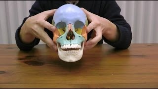 頭蓋骨22分解キット，マルチカラー仕様：動画