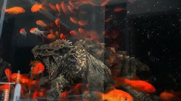 Cách rùa cá sấu săn mồi