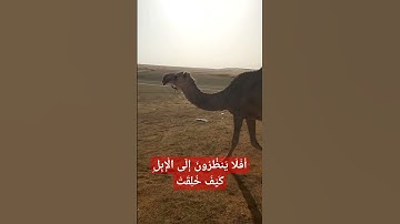أَفَلَا يَنظُرُونَ إِلَى الْإِبِلِ كَيْفَ خُلِقَتْ - تلاوة خاشعة للشيخ عبدالباسط