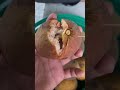 meryenda, santol galing sa bakuran #shorts #fruit #filipino