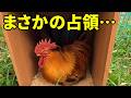 今日はオス鶏たちに振り回された一日でした…　382話目