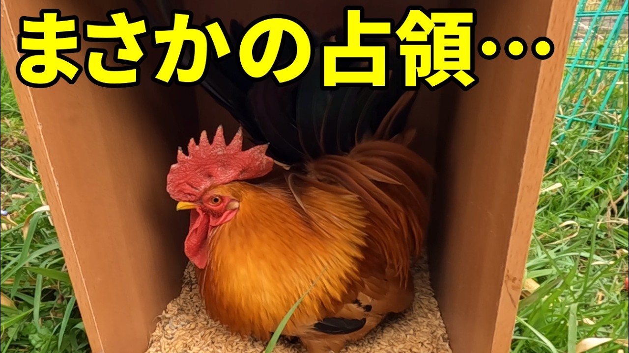 今日はオス鶏たちに振り回された一日でした…　382話目