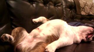 bulldog having a wet dream
