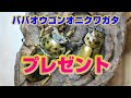 ババオウゴンオニクワガタ・新成虫ペア―・プレゼント企画の応募が始まりました！！　可愛がって頂ける方、是非参加下さい。説明を良く御覧になってから応募して下さい。