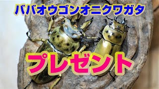 ババオウゴンオニクワガタ・新成虫ペア―・プレゼント企画の応募が始まりました！！　可愛がって頂ける方、是非参加下さい。説明を良く御覧になってから応募して下さい。