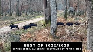 BEST OF 2022/2023 - DEER, WILD BOAR AND SMALL GAME HUNTING