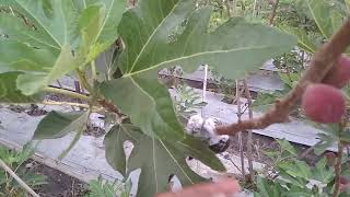 Kebun buah tin terbesar di Ponorogo
