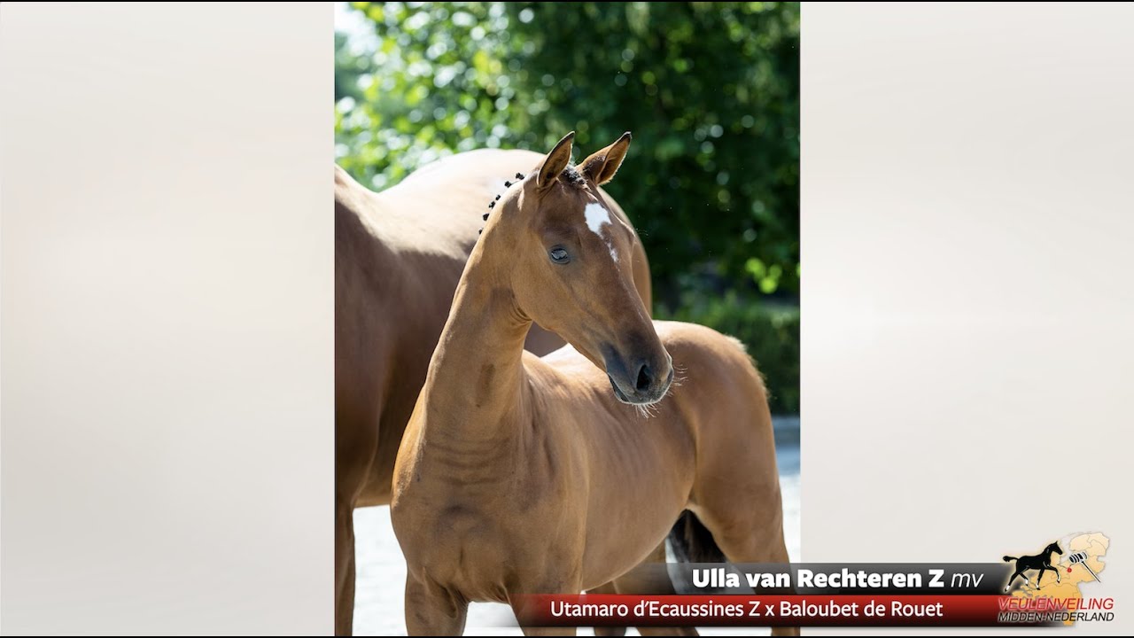 ulla-van-rechteren-z-utamaro-d-ecaussines-z-x-baloubet-de-rouet-youtube