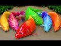 Stop Motion ASMR - Colorful Koi Fish hunting Rainbow Catfish  무지개 메기를 사냥하는 다채로운 잉어 물고기