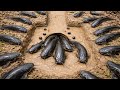 Ikan Lele Berkumpul di Lubang Ini! Cara Unik MMenangkapnya 🐬😱। fishing adventur Indo। 