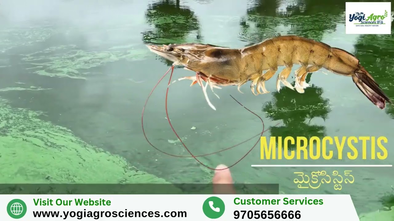 చెరువులో మైక్రోసిస్టిస్ సమస్యతో బాధపడుతున్నారా?