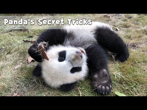 Panda's Secret Tricks: How To Take Photos Like A KOL | iPanda