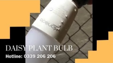 ĐÈN TRỒNG CÚC CHỐNG NƯỚC | CÂY KHỎE BÔNG TO