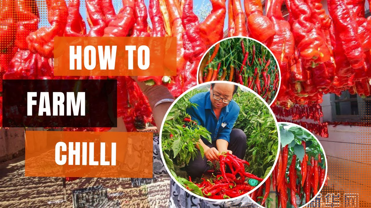 HOW TO FARM CHILI - YouTube