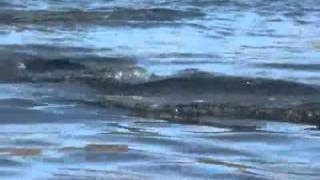 Dolphins Stampede Clip.wmv