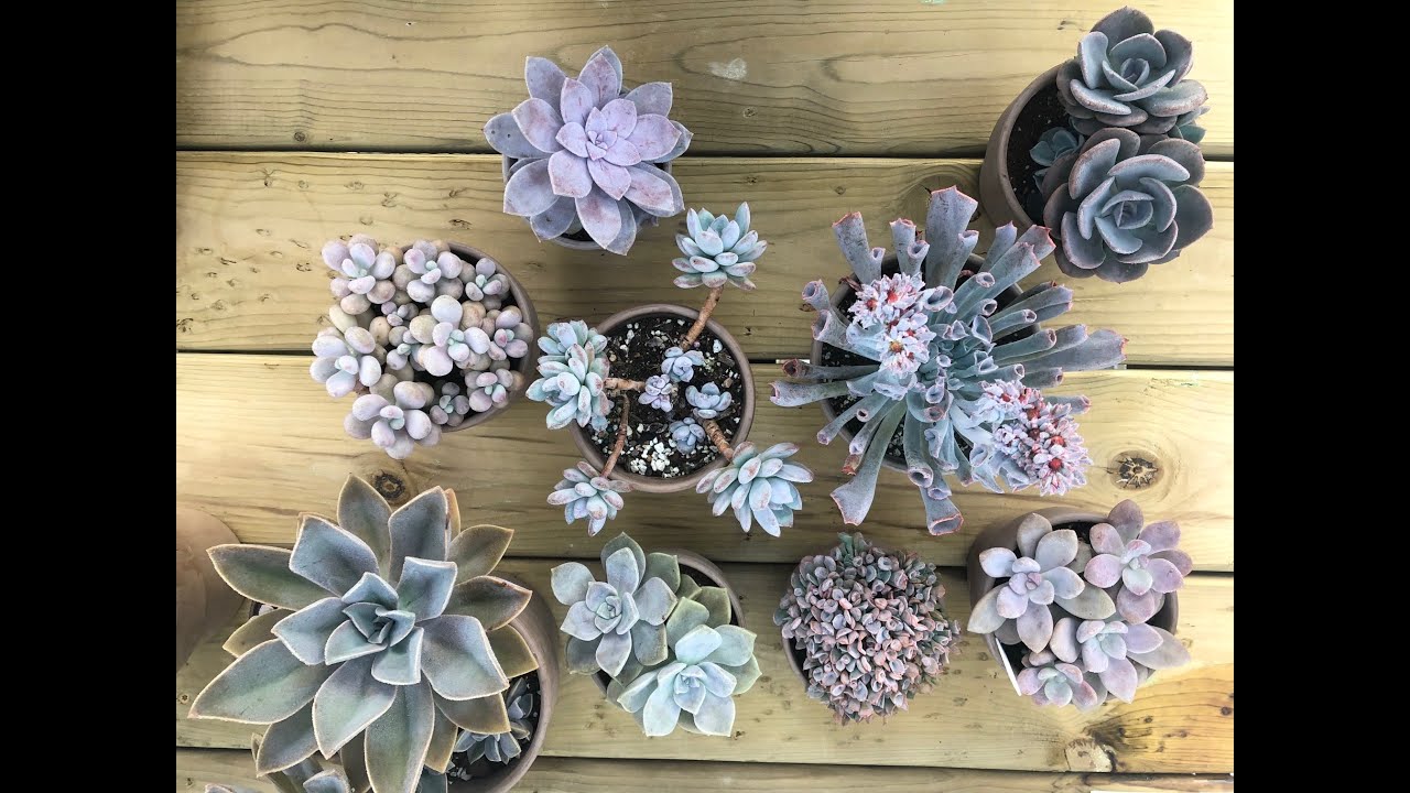 Echeveria, Graptosedum, Graptoveria, Graptopetalum, Pachyveria & Pachyphytum Plants Summer Update