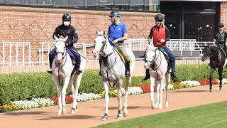 Three white-haired horses are lined up close together.