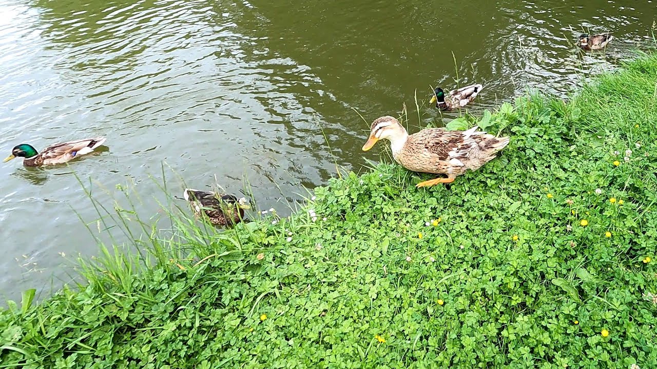 Ein kleiner Spaziergang durch Bad Kösen (Naumburg Saale) (4K 30 Fps)