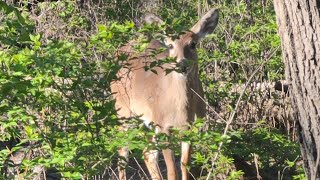 We Got Up Close To Some Deer!