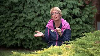 A körterozsda gombás megbetegedés elleni védelem - Kertbarátok - Kertészeti TV - műsor