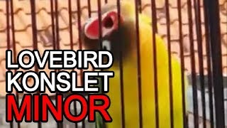 LOVEBIRD NGEKEK SPEED LAMBAT MINOR