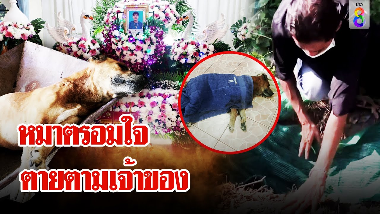 หมาแสนรู้ร้องไห้ตามเจ้าของจนตรอมใจตาย