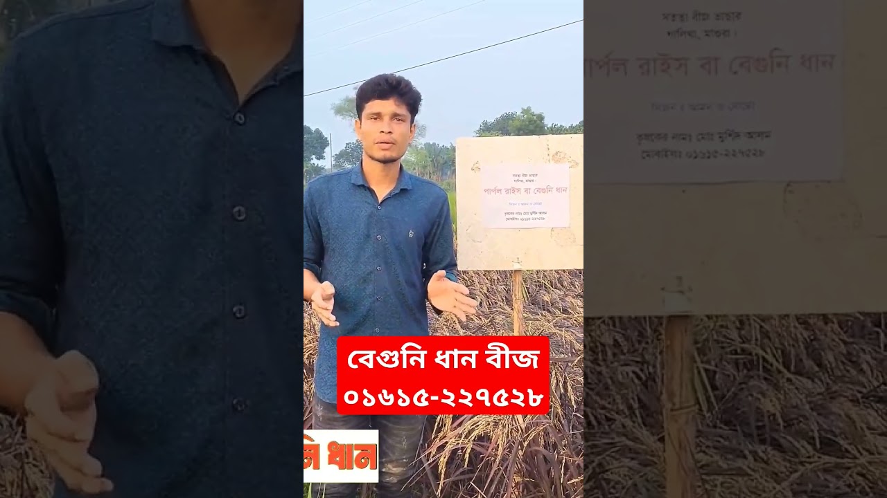 বেগুনি ধানবীজ | ০১৬১৫ ২২৭৫২৮ Purple Rice Seed 