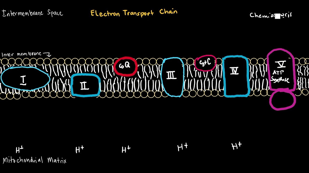 BIOCHEM -Electron Transport Chain (Simplified version)
