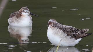 Wilson`s Phalaropes