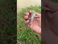 ikan dengan patil menyakitkan.. #fishing #mamcingliar #shortvideo