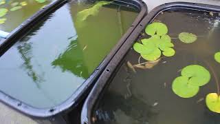 【青空めだか】タニシすげえええ　１