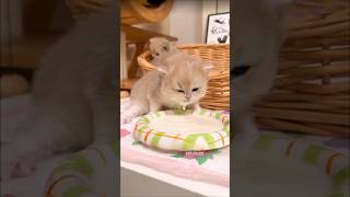 Too cute to handle 😺 Small kitty, big happiness 🐾💖