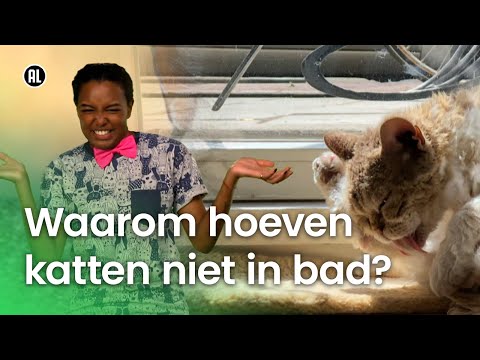 Video: Waarom liggen honden op hun rug?