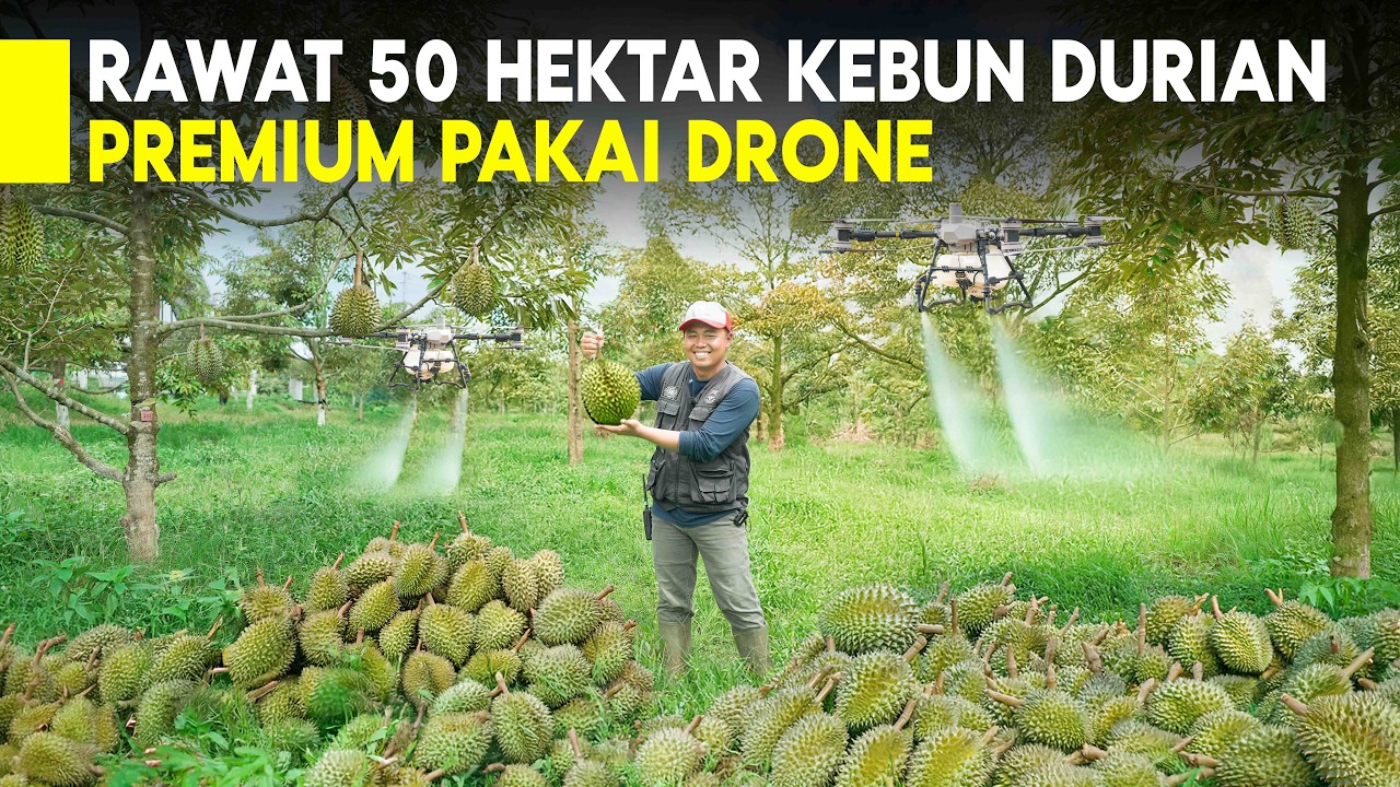 Penyemprotan Kebun Durian 50 Hektare Pakai Drone Lebih Cepat Dan Hasil Melimpah