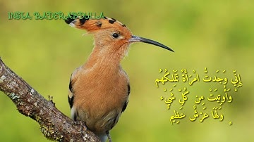 وَتَفَقَّدَ الطَّيْرَ فَقَالَ مَا لِيَ لَا أَرَى الْهُدْهُد - سورة النمل - سعيد الخطيب