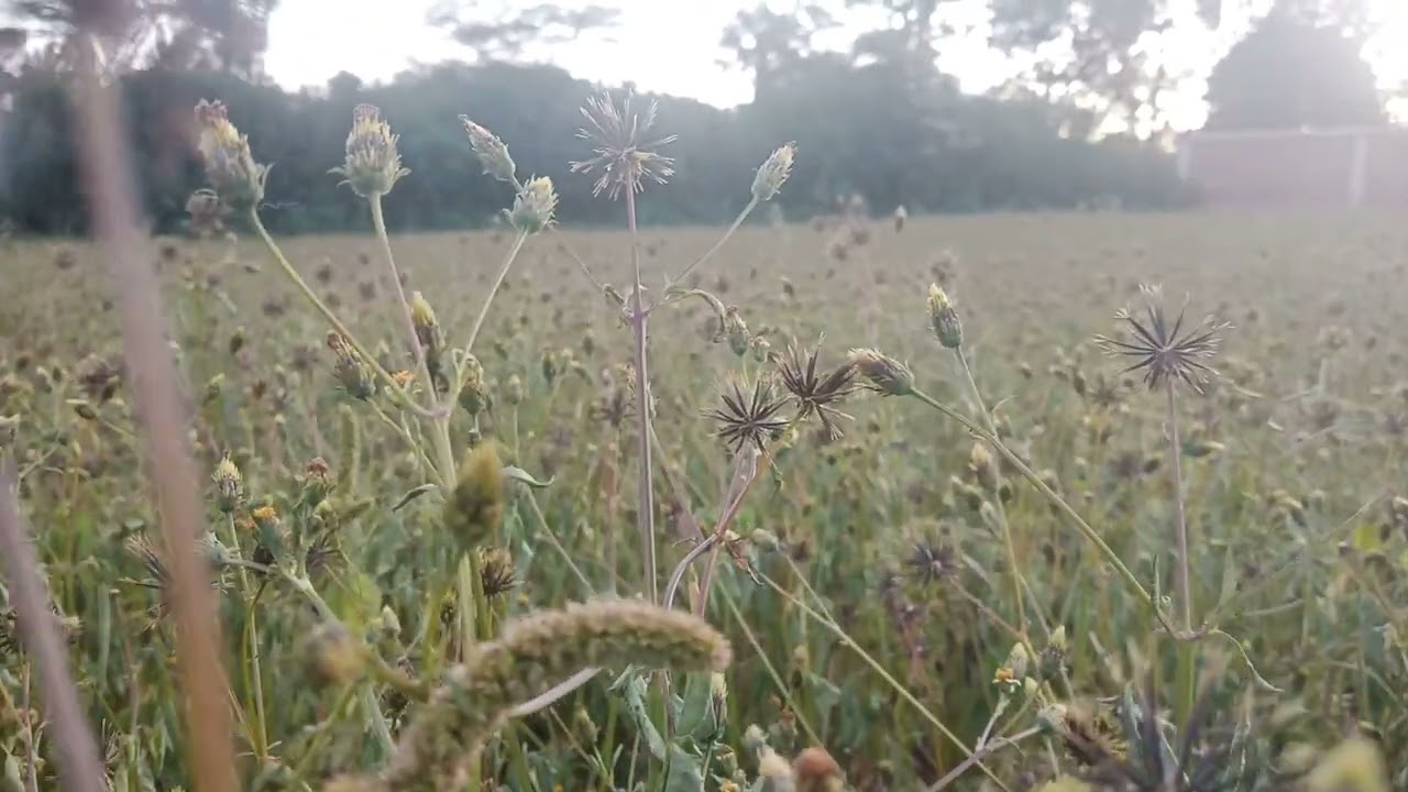 Black Jack weeds farming