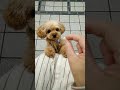 おやつが欲しい子犬のダンス #shorts
