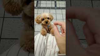 おやつが欲しい子犬のダンス #shorts