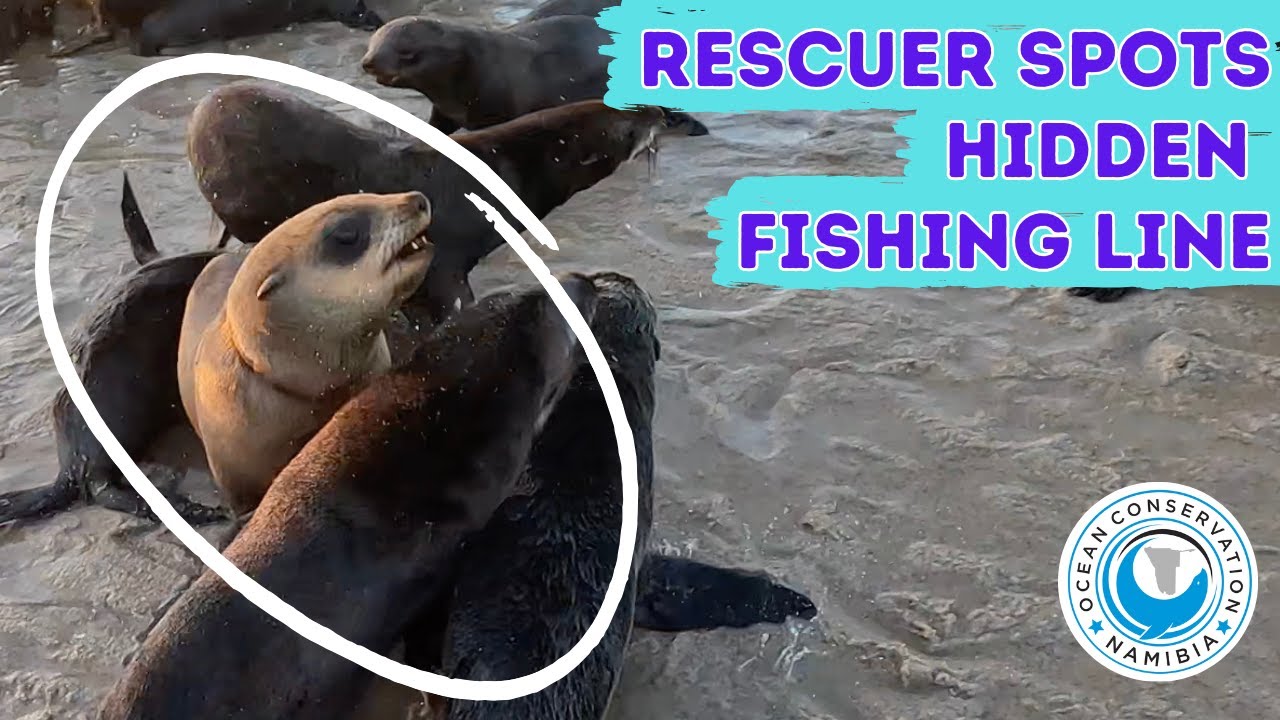 Rescuer Spots Hidden Fishing Line - YouTube