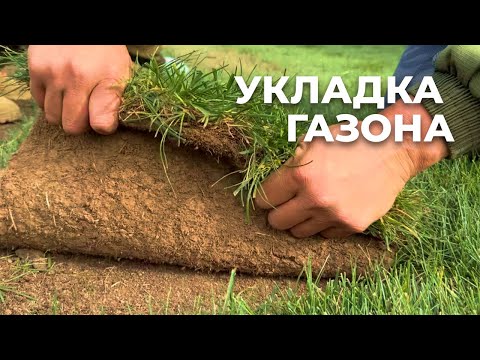 Рулонный газон из мятлика и овсяницы: процесс и правила укладки
