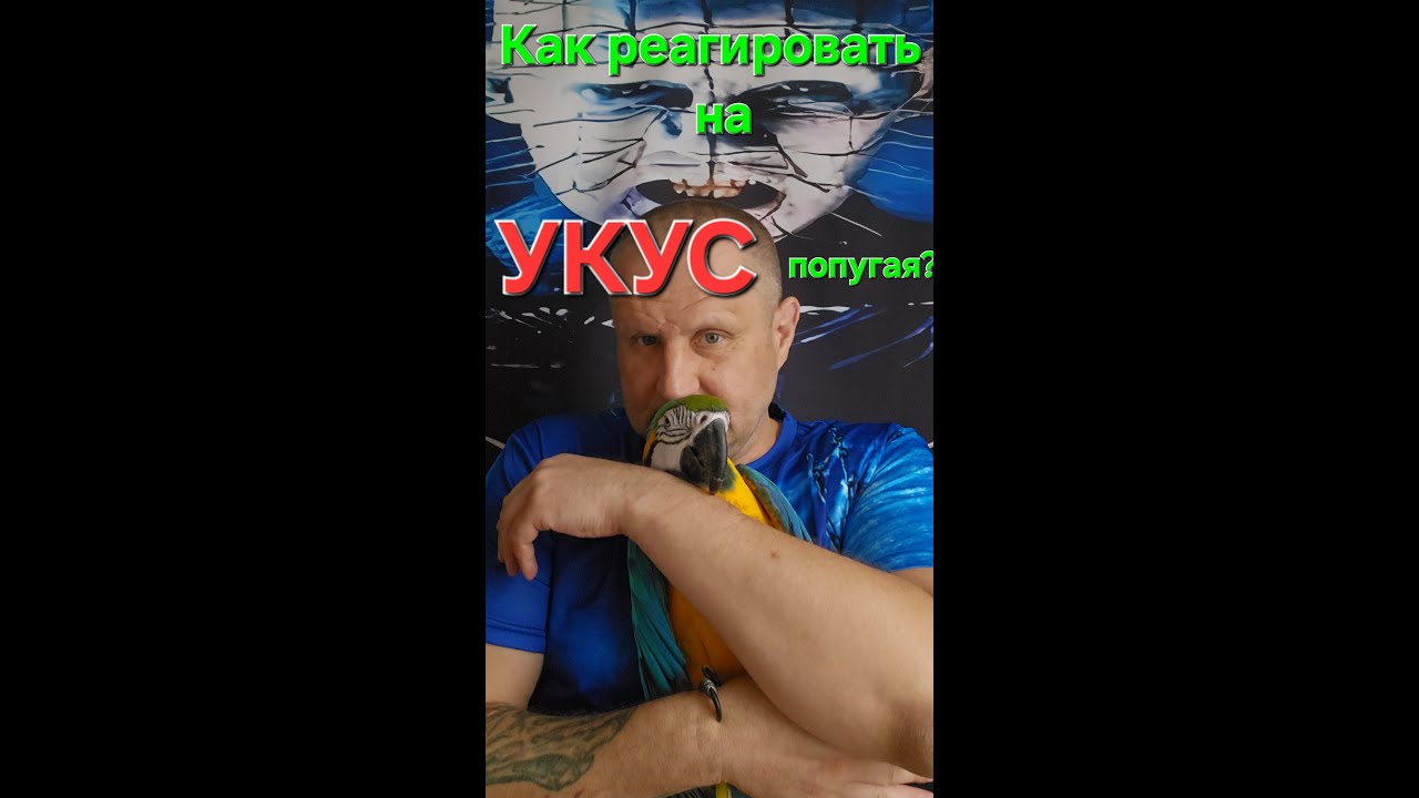 Как реагировать на УКУС попугая?