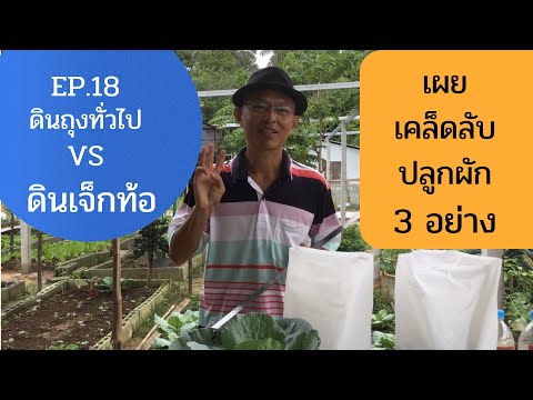 ดินถุงทั่วไปVSดินเจ็กท้อ กับเคล็ดลับปลูกผัก3อย่าง(EP.18)