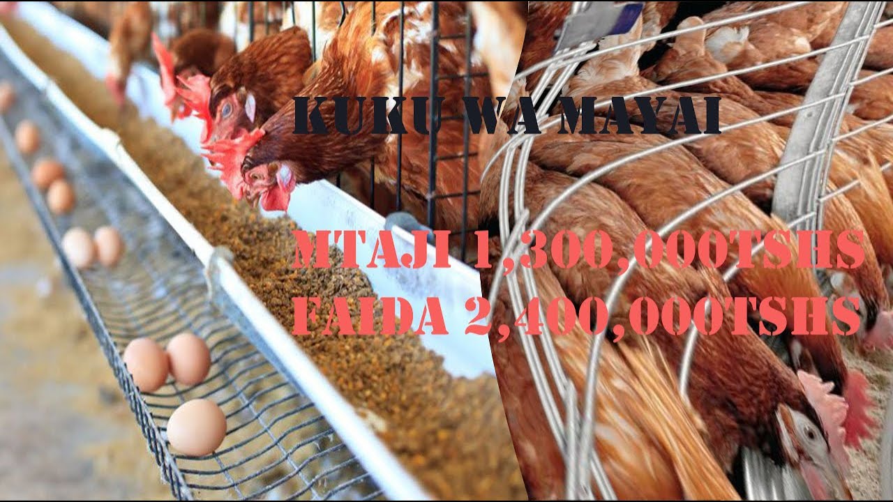 UFUGAJI WA KUKU WA MAYAI ndani ya cageFaida za kufugia kuku wa mayai