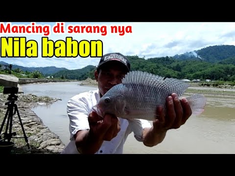 Mancing Mania Di Danau Toba Dapat Nila Babon Youtube