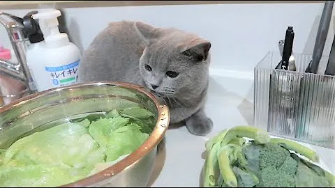 Video 11066971: british shorthair sphynx, cute british shorthair