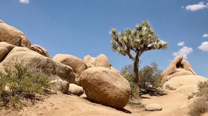 Joshua Tree National Park: Ken Returns after 50 Ye...